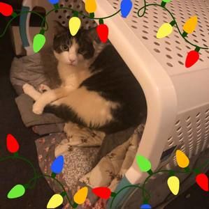 Meet your Posher, Carrie